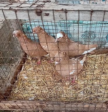 Gördunuz qusdar satlir cutu 60m di cutler quyruqda ağ ləkələr;