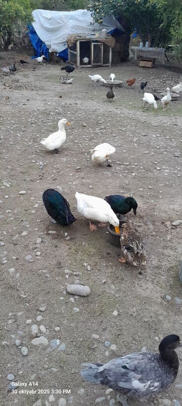 Süd məhsulları və yumurtalar: Şəkildəki heyvanların yumurtaları satılır yaşılbaş kayuqa Pekin — 7