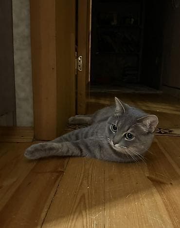 pişiy balası: Britan, Erkək, Dişi, Yaxşı əllərə, Ünvandan götürmə — 5