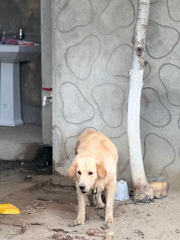 лабрадор купить: Labrador-retriver, 1 il, Erkek, Peyvəndli, Ünvandan götürmə — 3