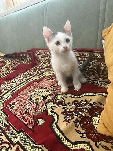 pişik satilir: Yaxşı əllərə, Ünvandan götürmə — 8