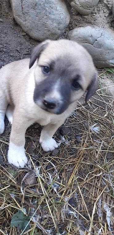 it adlari erkek: Zvonok, 2 ay, Dişi, Peyvəndli — 1