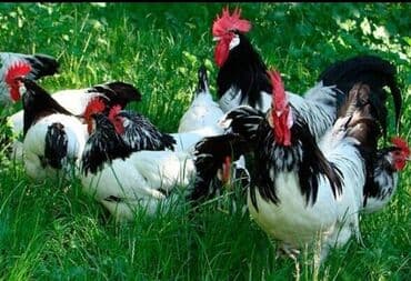 zümrüd ördək: Tek 100 ayam zemani cut 200m .qap — 5