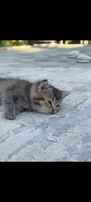 pisiyler: Tabbi, Yaxşı əllərə — 2