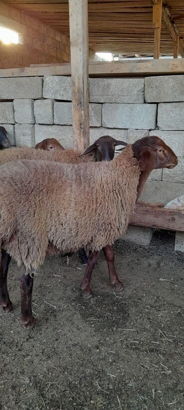 çin bıldırcını: Qoyun – yerli cins, qırmızı-qəhvəyi başlı, sıx və qalın yunlu. Bədən — 3