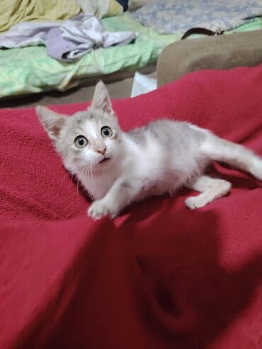 bala pişik adları: Yaxşı əllərə — 5