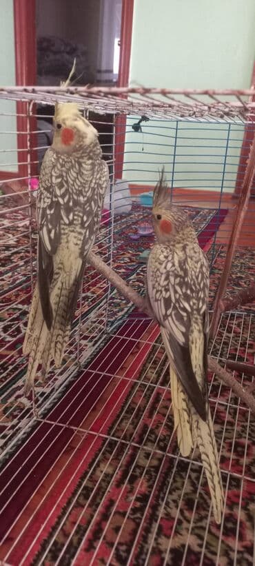 əbabil quşu satılır: Salam.Tam saglam 8ayliq. 4 eded var Isteyen buyursun cutunu alana — 4