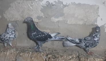 cins ineklerin qiymeti: Salam Əbrəşlərin 1 i maya 2si erkeydi tektek 1tmamatdi 3in — 3