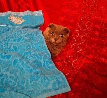 şotland pişiyi ağ: Şotland yastı qulaq — 3