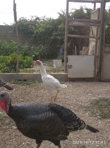 домики для кошек баку: Самка, Для разведения, Бесплатная доставка — 6