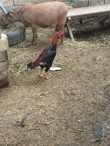 Məhsul: Qara-qırmızı rəng çalarlarında kənd xoruzları Təsvir: - Uzun lalafo.az -da Məhsul: Qara-qırmızı rəng çalarlarında kənd xoruzları Təsvir: - Uzun