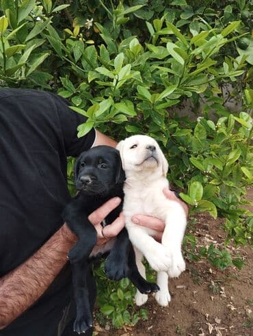 лабрадор: Labrador-retriver, 2 ay, Dişi, Peyvəndli, Ünvandan götürmə — 4