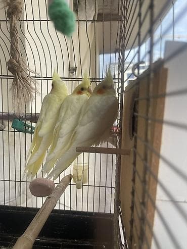 taxta qefes: 1,5 aylıq sarı ləkəli nimfa tutuquşuları (Cockatiel – lutino) — 1