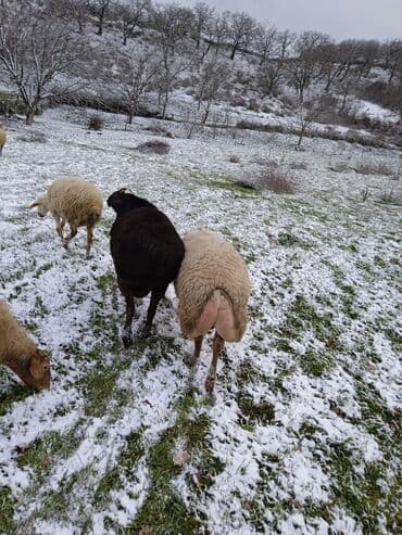 Индюшки: Самка, лет: 2, 80 кг, Для разведения — 2