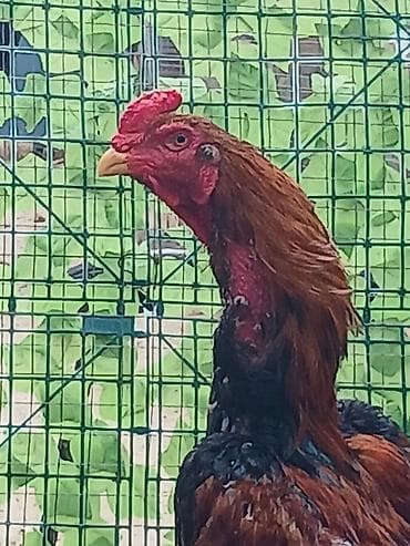 naxcivan heyvan elanlari: Oh wamo xoruzu temiz oh wamo alman qan deyiwmey isdeyirem deye ozine — 2