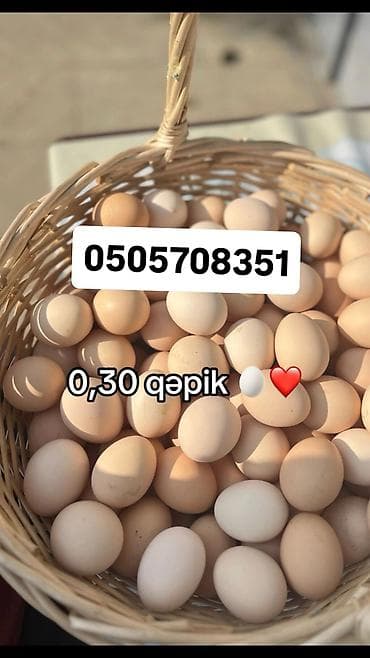 Məhsullar: - Qubadan gətirilən kənd yumurtası - Tam təbii - Vitamin — 1
