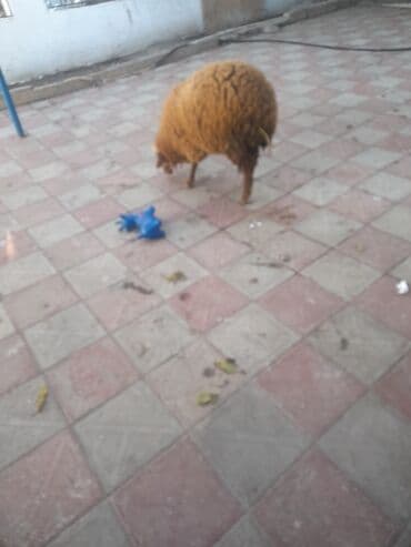 dovşan yemi: Qoyun – yerli cins, qəhvəyi yunlu - Növ: qoyun - Rəng: tünd-qəhvəyi - — 1