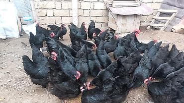 kənd toyuqlarının satışı: Toyuq, Australorp, Damazlıq, Ünvandan götürmə — 8