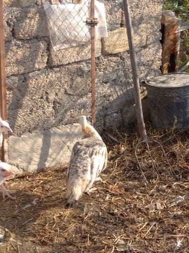 tovuz quslari: Salam aleykum. Satışda bir dənə qara qanad tovuzquşu fərəsi var. 7 — 5