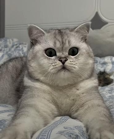 Britan, Erkək, Yaxşı əllərə, Ödənişli çatdırılma