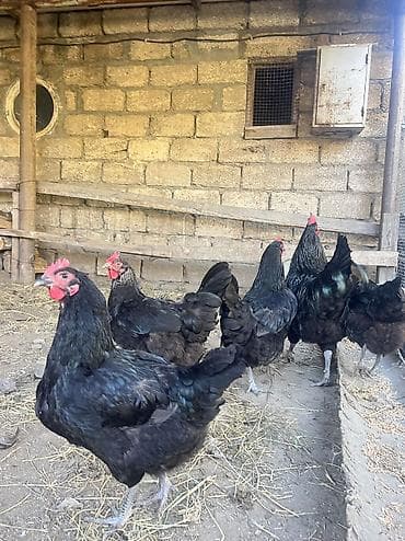 toyug xoruz: Toyuq, Australorp, Damazlıq, Ödənişli çatdırılma — 5