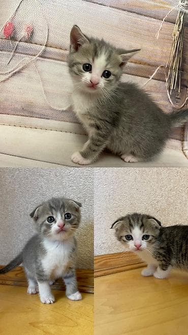 meykun pisik: Ata britan ana şotland. Qum tərbiyəsi var. Quru yeməyə öyrəşinlər — 1