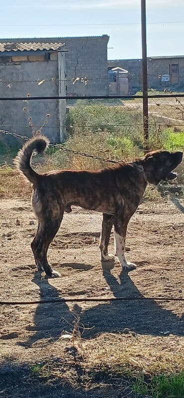 собака отдам в хорошие руки: Гурдбасар, 3 годa, Самец, С прививками, Платная доставка — 7