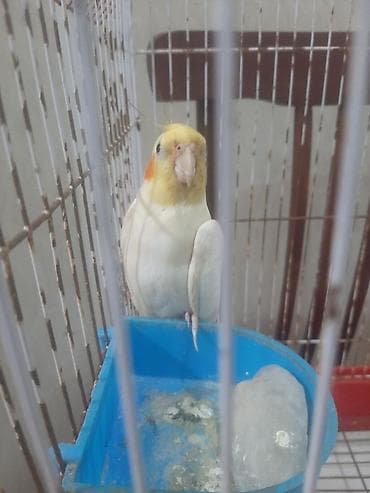 Digər heyvanlar: Tecili satiram kim istese wap chat eleqa saxliya biler 0517854649 — 3