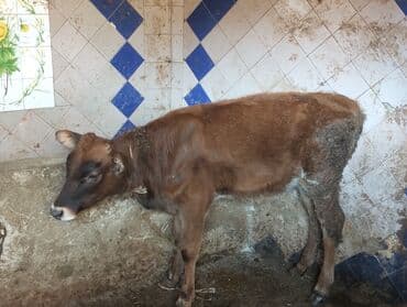 Satışda: Qəhvəyi rəngli buzov - Cins: yerli südlük-ətlik tip