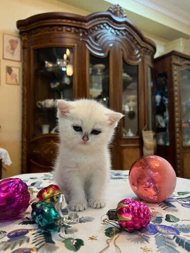 van pişiyi qiymeti: Britan yastı qulaq, Erkək, Dişi, Yaxşı əllərə, Ünvandan götürmə, Pulsuz çatdırılma, Ödənişli çatdırılma — 10