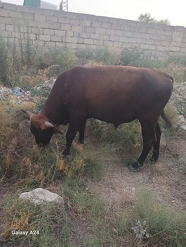 Qaramal – erkek Dana satilir tecili esil bordaxliq danadi — 4