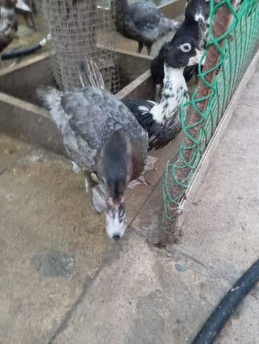 ördək balası və cücə: Misk ördəkləri – müxtəlif rəng və naxışlarda cavan balalar - Növ — 11