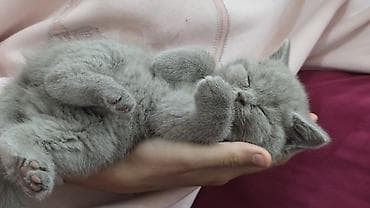 bala haski: Britan — 5