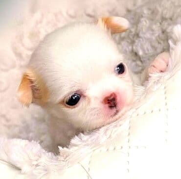 сколько стоит щенок чау чау: Чихуахуа, 4 месяца, Самец, С прививками, Самовывоз — 1