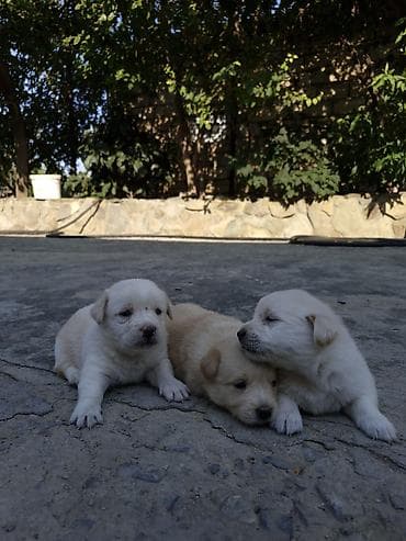 itlər xaski: 1 ay, Peyvəndli, Ünvandan götürmə — 8