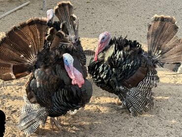 atla eşşəyin cütləşməsi: Erkək, Damazlıq — 3