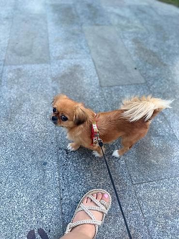 Pekines, 1 il, Dişi, Peyvəndli