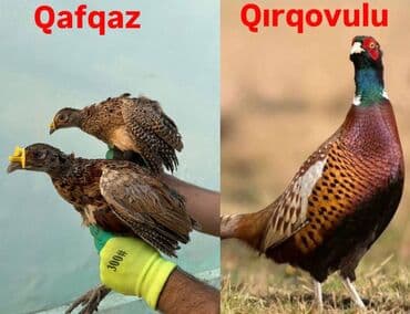 quş qaz: Qafqaz qırqovulu, həm Qafqaz, həm də Qırqovulu növlərinin — 1