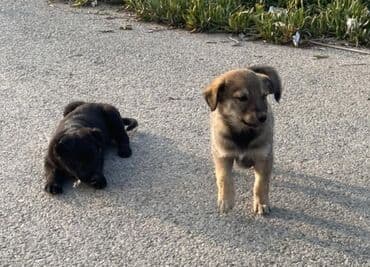 сколько стоит шпиц: С прививками — 3