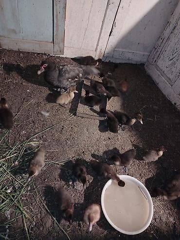 bala ordek: Salam 21 bala 1ana 1ayliq cucelerdi saglam vitamin verilib. Atasida — 8