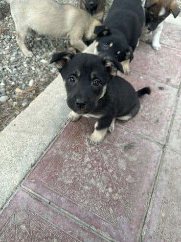 Məhsul: Balaca it balaları zvanoq Təsvir: - Şəkillərdə müxtəlif