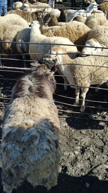 sudluk inekler satışı: Самец, лет: 1, 55 кг, Для разведения, Платная доставка — 1