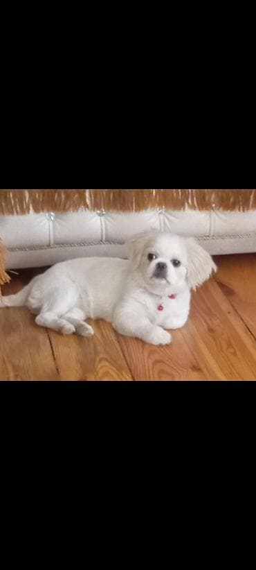 Pekines, 3 ay, Dişi, Peyvəndli, Ünvandan götürmə lalafo.az -da Pekines, 3 ay, Dişi, Peyvəndli, Ünvandan götürmə