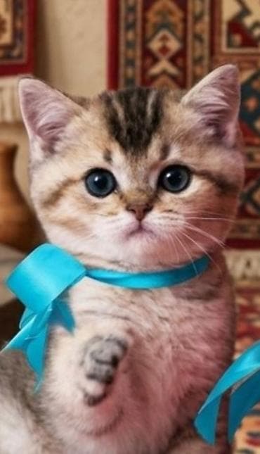 kangal balaları: Şinşilla — 6