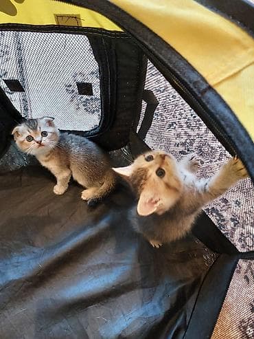 Britan lalafo.az -da Britan