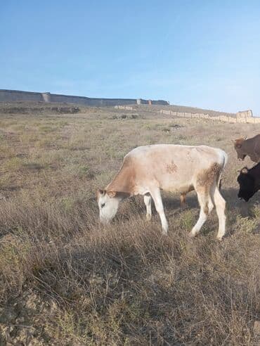 Tecili satilir erkek dana lalafo.az -da Tecili satilir erkek dana
