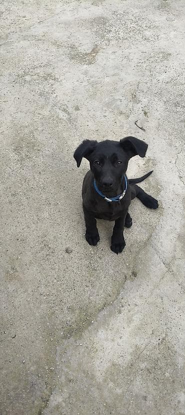 top 3 ev heyvanları: Labrador-retriver, 3 ay, Dişi, Peyvəndli, Ünvandan götürmə — 2