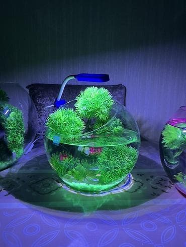 Akvariumlar: Yumru akvarium, Balıqlarla birlikdə, 5 l, Pulsuz çatdırılma — 2