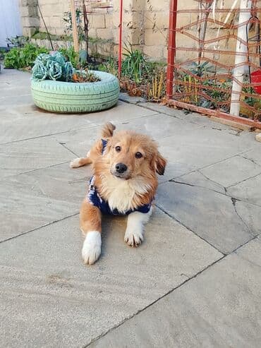 Zvanok. 1 yaş. Erkək. Etibarlı əllərə verilir