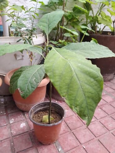 Məhsul: Avokado fidanı (saksıda) Təsvir: - Toxumdan yetişdirilmiş lalafo.az -da Məhsul: Avokado fidanı (saksıda) Təsvir: - Toxumdan yetişdirilmiş